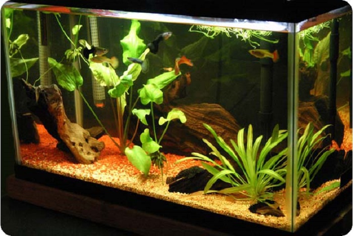 Отключили свет аквариум. Гуппи в аквариуме. Свет для аквариума. Аквариум с растениями и рыбками. Растения для гуппи в аквариуме.
