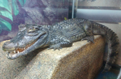 Chistka terrariuma s bolshim krokodilom 1