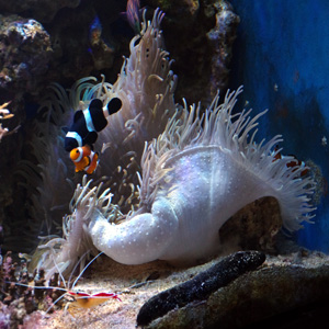 konsultacia i testy morskoi akvarium v podarok