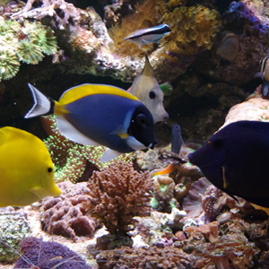 luchshie uslovia obslugivania morskih akvariumov
