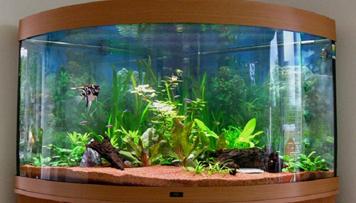 Пресноводный аквариум